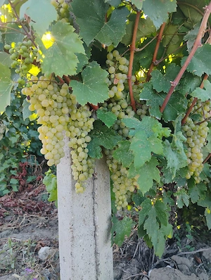 vând struguri de vin 