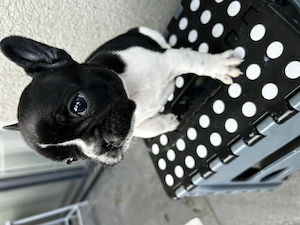 Bulldog francez 