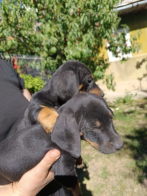 Teckel - puișori disponibili - imagine 3