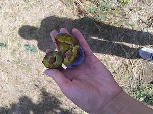 Vand prune pt tuica si pt compot