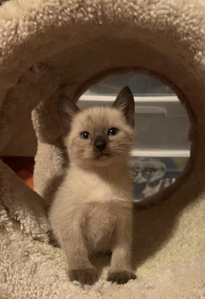 Ragdoll puiuți  - imagine 2