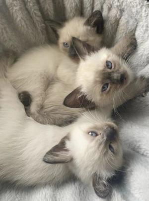 Ragdoll puiuți  - imagine 3