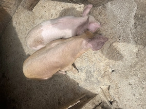 Disponibili 2 purcei spre vânzare 