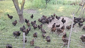 gaini pui araucana potarnichiu salbatic - imagine 2