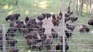 gaini pui araucana potarnichiu salbatic - imagine 4