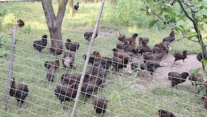 gaini pui araucana potarnichiu salbatic - imagine 3