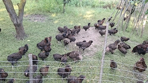 gaini pui araucana potarnichiu salbatic - imagine 5
