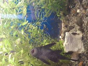 Guppy, ancistrus,plante,un plecostomus,de vanzare