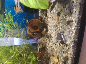 Guppy, ancistrus,plante,un plecostomus,de vanzare - imagine 2
