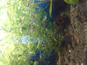 Guppy, ancistrus,plante,un plecostomus,de vanzare - imagine 3