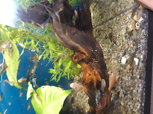 Guppy, ancistrus,plante,un plecostomus,de vanzare - imagine 5