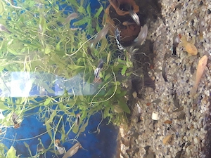Guppy, ancistrus,plante,un plecostomus,de vanzare - imagine 4