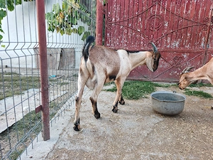 De vânzare țap anglo nubian - 6 luni