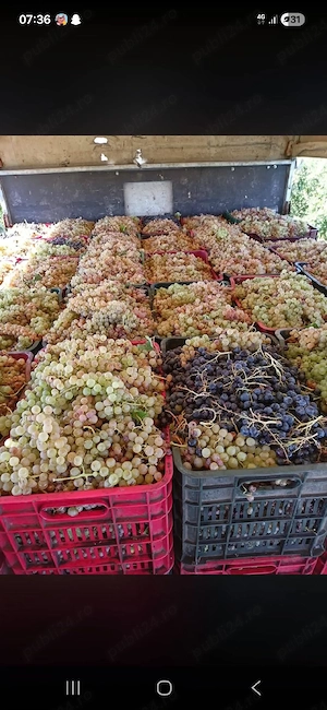 vand struguri de vin productie 2026