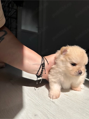 Pui Pomeranian - Rezervare 