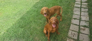 Vizsla Maghiara - imagine 4