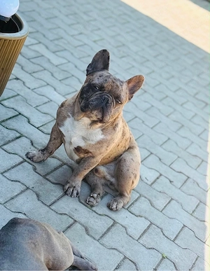 Bulldog Francez