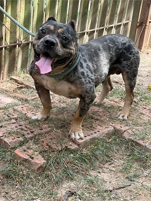 american bully pocket