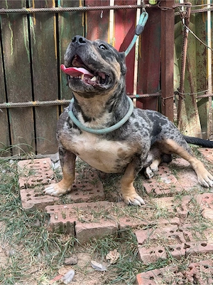 american bully pocket - imagine 3