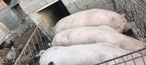 Porc pentru sacrificat - imagine 2