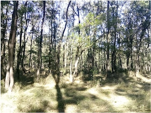 Teren extravilan comuna Stalpu,Buzau,pret negociabil,3 euro mp - imagine 2