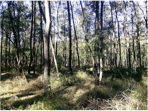 Teren extravilan padure Buzau,Costesti
