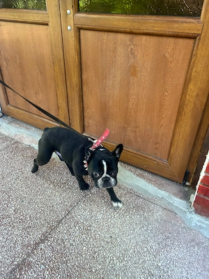 Donez bulldog francez
