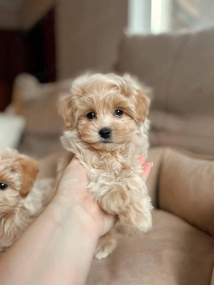 Maltipoo Mini Toy - imagine 2