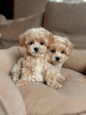 Maltipoo Mini Toy