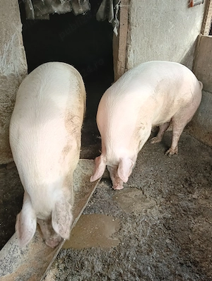 Vând porci 15 Lei negociabil 