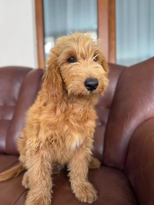 Pui Goldendoodle superb   inteligent, afectuos și jucăuș
