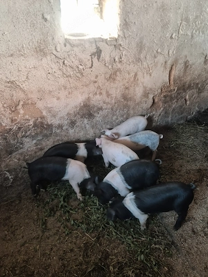 Disponibili spre vânzare  