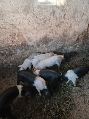 Disponibili spre vânzare   - imagine 3