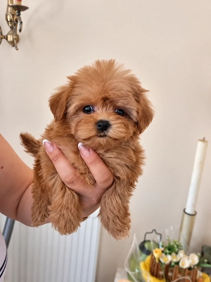 Pui Maltipoo superb talie mică, afectuos și inteligent