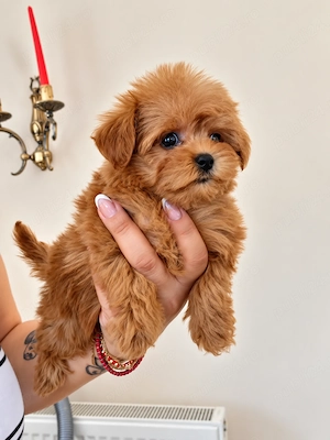 Pui Maltipoo superb talie mică, afectuos și inteligent - imagine 3