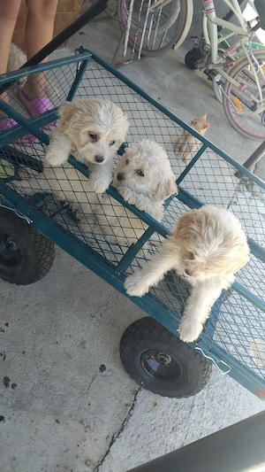 Vand catei de bichon