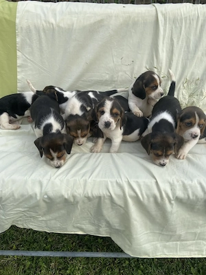 Catei rasa pura Beagle - imagine 2