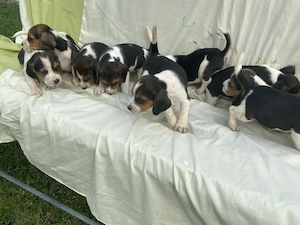 Catei rasa pura Beagle - imagine 5