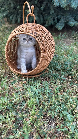 british shorthair 