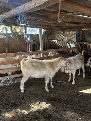 Țap în vârstă de 2 ani  - imagine 5