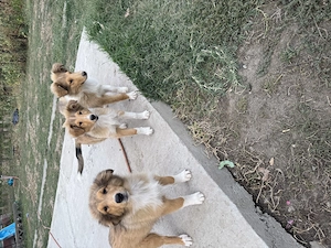 Căței Collie Rough - imagine 2