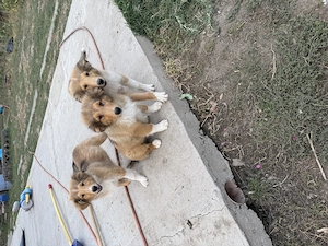 Căței Collie Rough - imagine 3