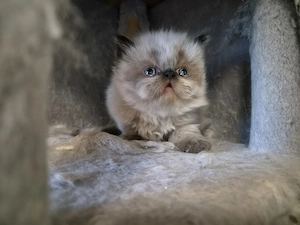 Pisici persane rasa pura