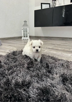 Bichon Maltez Mini Toy