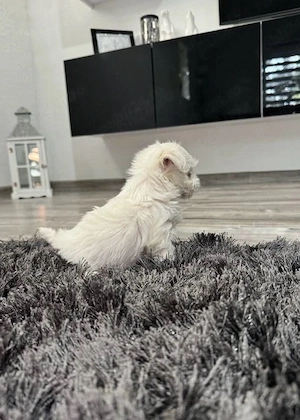 Bichon Maltez Mini Toy - imagine 3