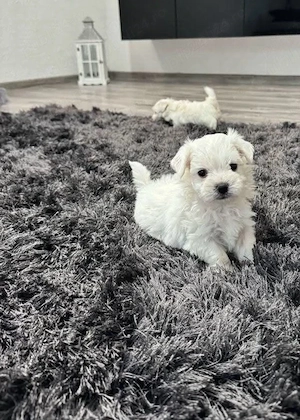 Bichon Maltez Mini Toy - imagine 2