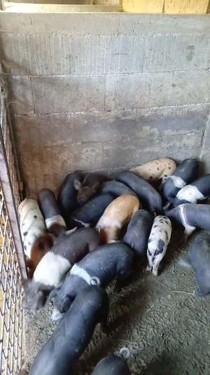 Purcei de vanzare de 6 saptamani jumate - imagine 2