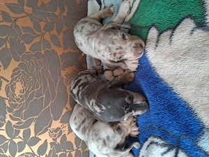 Vând 8 Teckel Arlechin talie mică par scurt de 5 săptămâni  - imagine 3