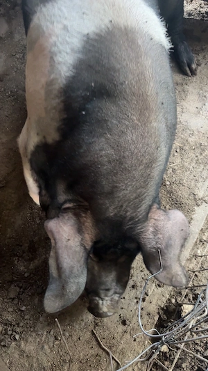 Scroafa de vanzare 300 kg mai multe detalii la telefon   - imagine 2