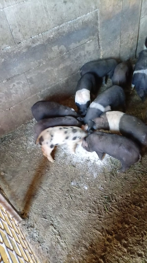 Purcei de vanzare de 6 saptamani jumate - imagine 3